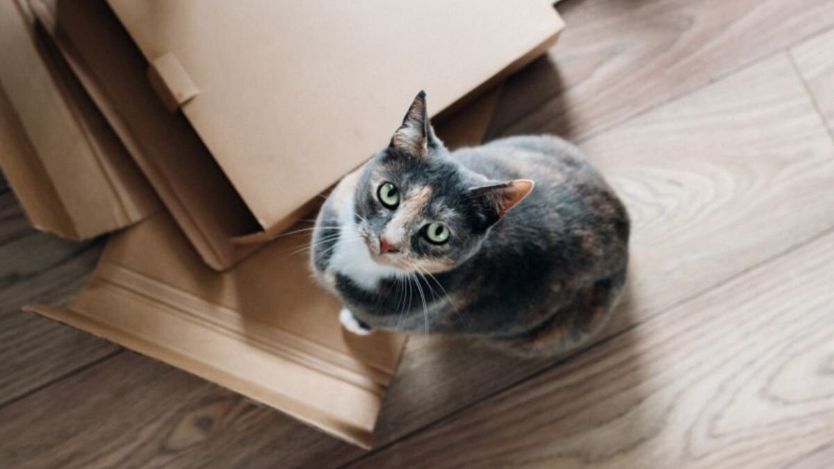 ¿Cuáles son los mejores suelos para casas con mascotas? BigMat identifica las mejores opciones
