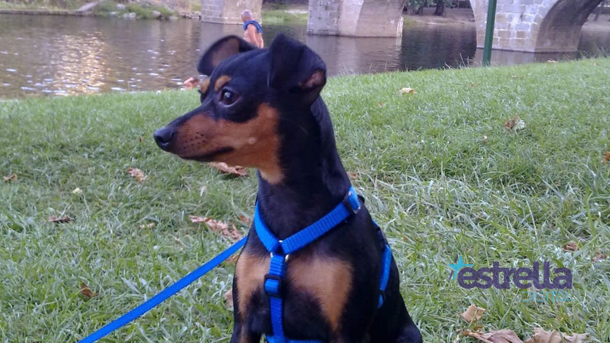 Las personas propietarias o responsables deberán mantener siempre a los perros bajo control
