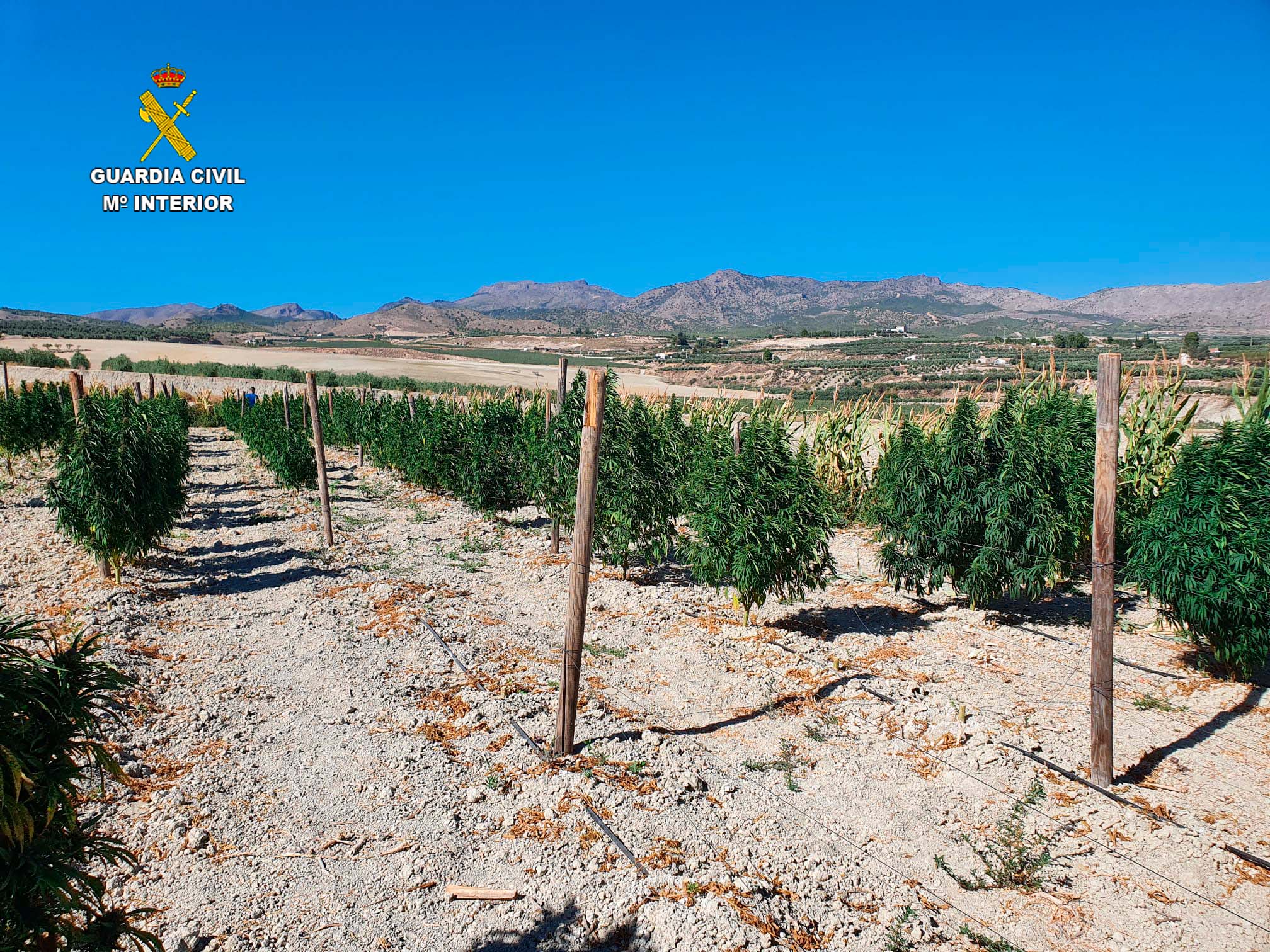 Imagen De Cultivos De ‘María’: Cada Día Hay De Media 7.100 Plantas Decomisadas Y Seis Grandes Operaciones 4 2022 04 18 Op Indalo 85 Almeria 02