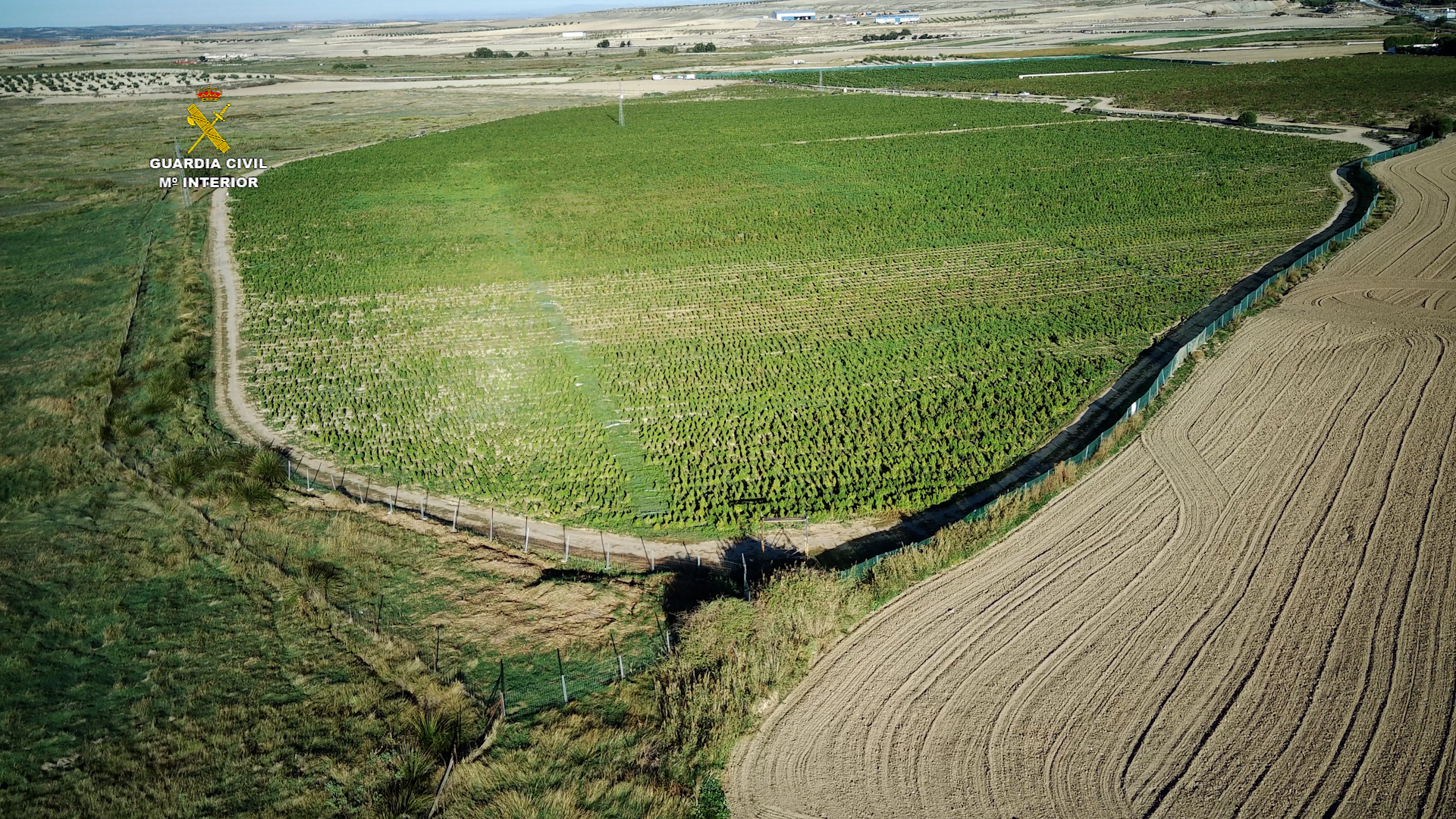 Imagen De Cultivos De ‘María’: Cada Día Hay De Media 7.100 Plantas Decomisadas Y Seis Grandes Operaciones 3 8003 03