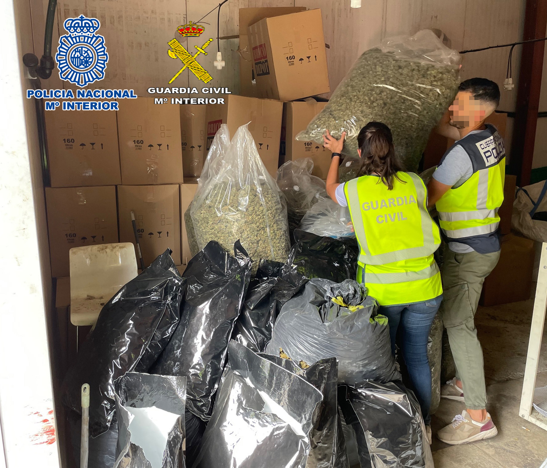 Imagen De Cultivos De ‘María’: Cada Día Hay De Media 7.100 Plantas Decomisadas Y Seis Grandes Operaciones 5 Foto 1