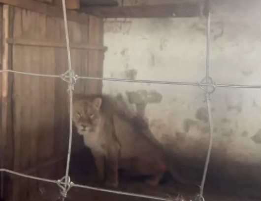 Imagen De Una Fundación De Alicante Salva La Vida De Ruru, Un León Abandonado En Ucrania 1 Leon Abandonado