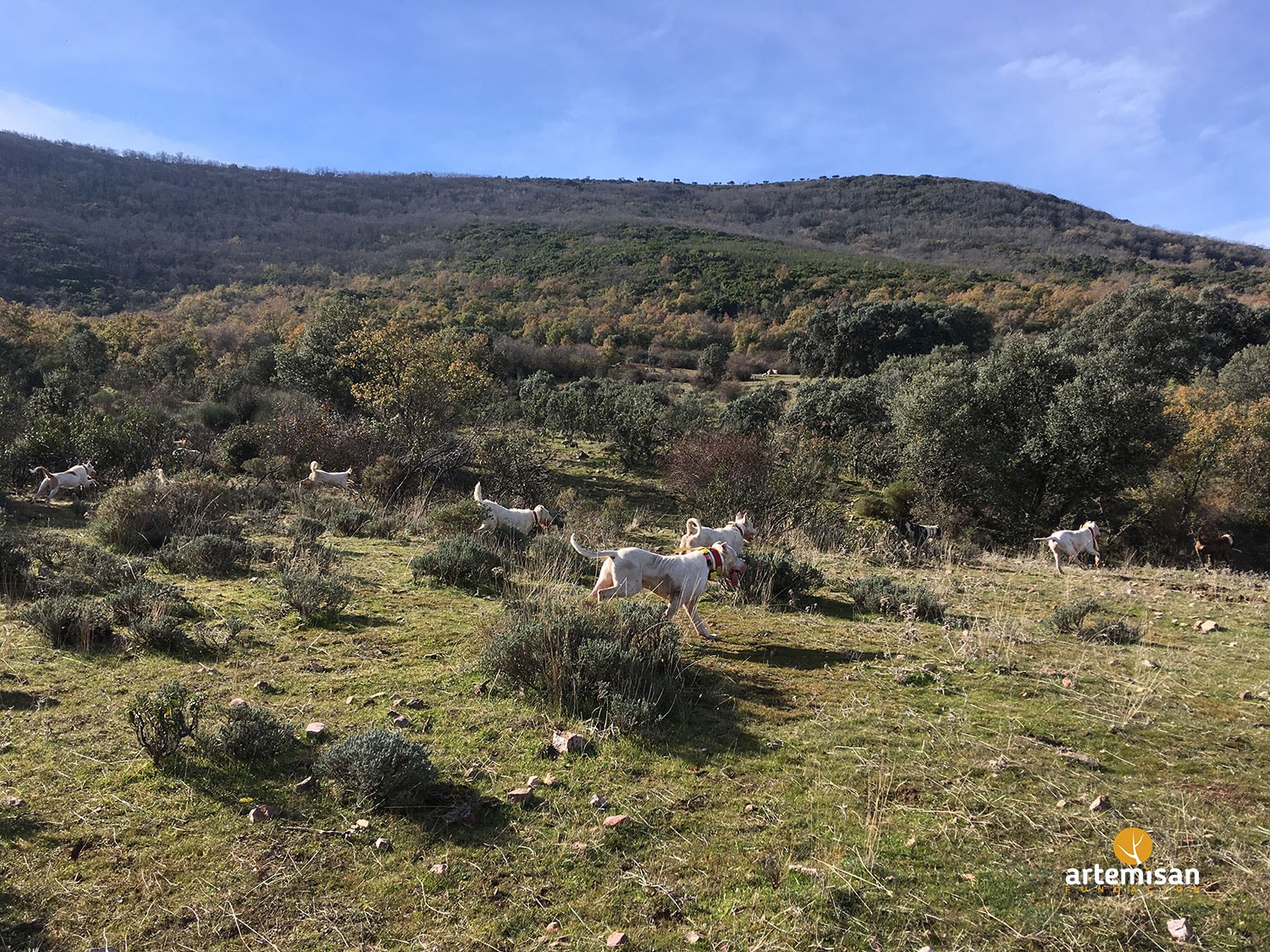 Imagen De Los Perros De Caza Y Pastoreo: Otra Batalla Entre El Campo Y El Gobierno Central 2 Perros2