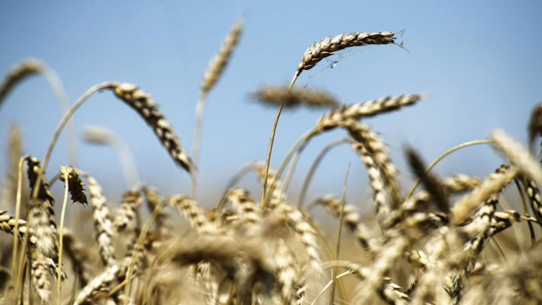 Rusia suspende acuerdo cereales