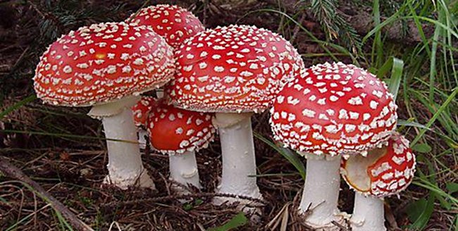 La diversidad de los hongos desempeña papel clave en estabilidad ecosistemas
