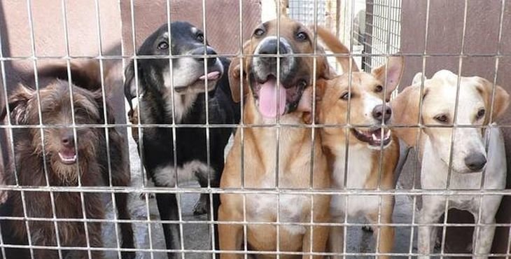Cárcel a los dueños de 6 perros peligrosos que mataron a un hombre