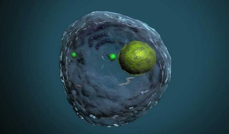 Células T editadas genéticamente sobreviven, son seguras y matan al cáncer