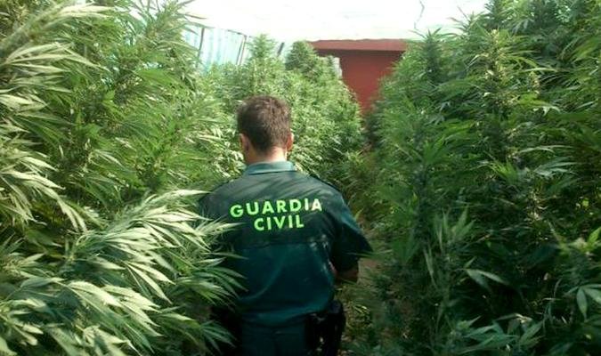 Desmantelada en Zaragoza una macroplantación de marihuana