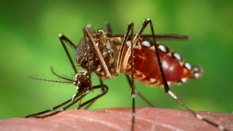 Logran erradicar en Fuerteventura el mosquito que transmite el dengue