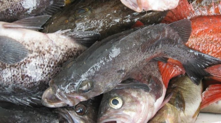 La Guardia Civil interviene media tonelada de pescado ilegal en Alicante