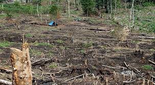 Crisis Climática Perú: Se logra que la deforestación de la Amazonía se reduzca en 1148 hectáreas durante 2018