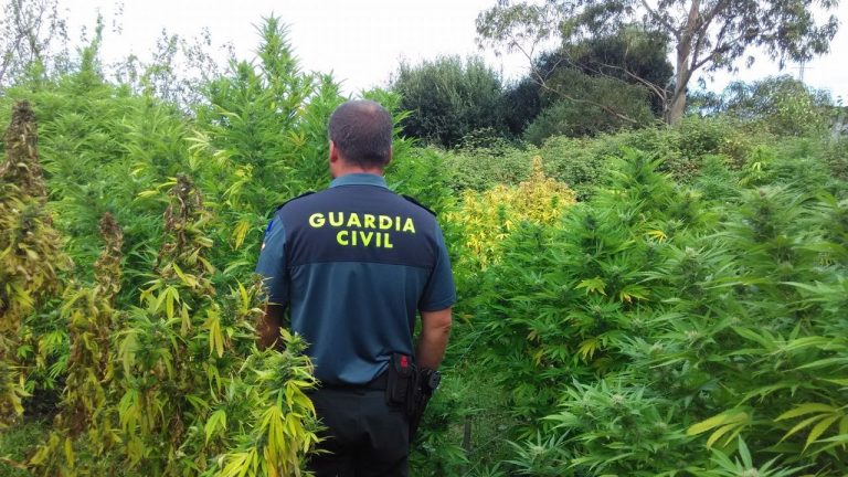Desmantelan una plantación de mil plantas de marihuana en Moraña (Pontevedra)