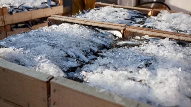Intervenidas casi 12 toneladas de pescado con fecha de caducidad modificada