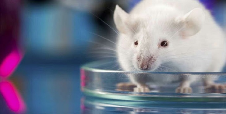 Avances Cáncer: Investigadores logran importante regresión del cáncer de pulmón en ratones