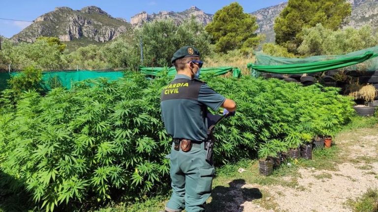 45 detenidos tras ser intervenidas miles de plantas de marihuana en Almería
