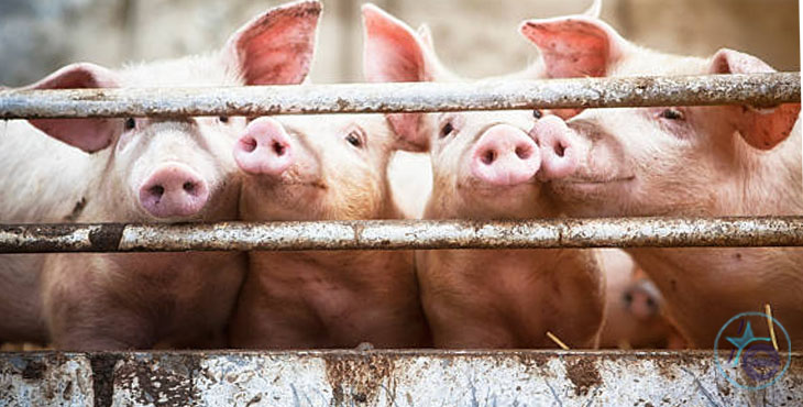 Cierran una granja en La Gomera con 60 cerdos desnutridos