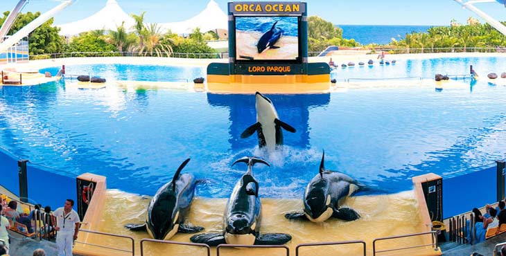 PETA pide a «Loro Parque» trasladar las orcas a santuarios costeros