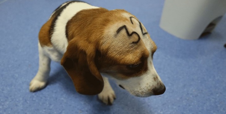 Recogen 200.000 firmas contra el sacrificio de 32 perros en un laboratorio