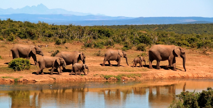 Safaris exclusivos en África donde se pueden vivir experiencias increíbles