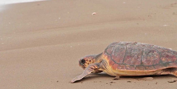 La Fundación CRAM libera en la playa de El Prat cinco tortugas marinas
