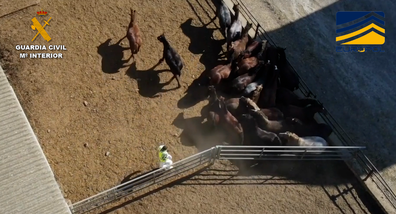 Imagen De Desarticulada Una Organización Criminal Que Introducía En El Mercado Carne Equina No Apta Para El Consumo Humano 1 Image