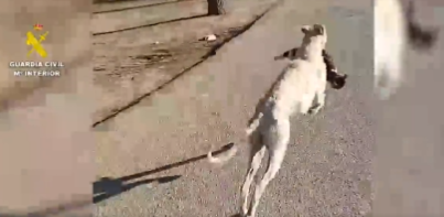 Imagen De Denuncian A Dos Hombres De 53 Y 56 Años Por Soltar Galgos Para Matar Gatos En La Roda (Albacete) 1 Image 10
