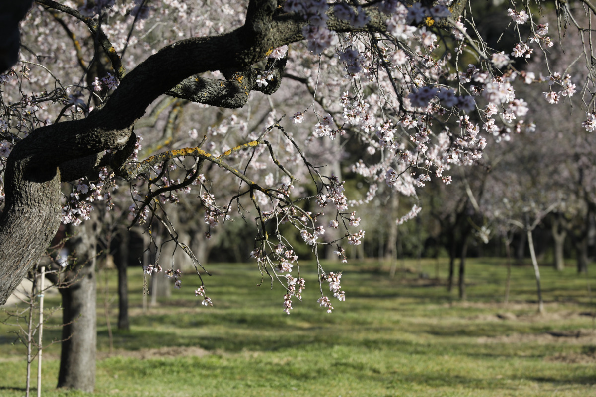 Almendros