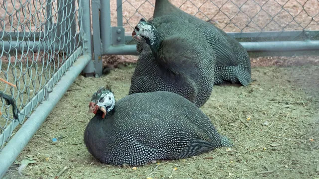 Imagen De Detenido En Madrid Por Comerciar Con Gallinas En La Vía Pública Para Rituales De Santería 1 Gallinas De Guinea