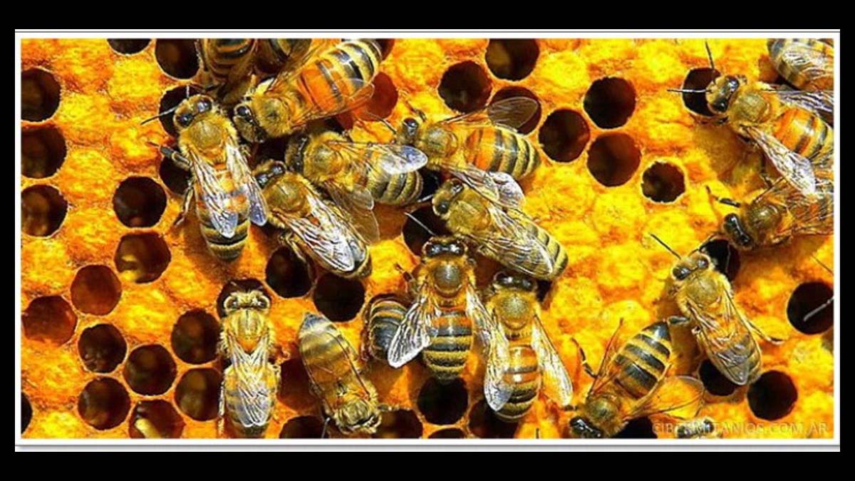 Confirman que todas las colonias de abejas en Suiza están enfermas y podrían desaparecer en uno o dos años