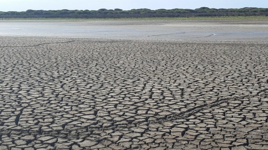Doñana sequía Andalucía