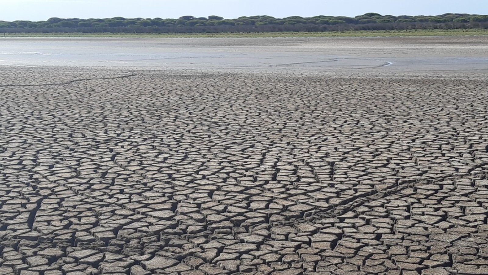 Doñana sequía Andalucía