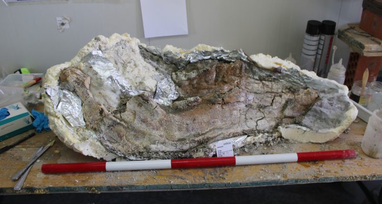 Imagen De Sorprendente Hallazgo De Elefantes Prehistóricos En Madrid 3 Madrid