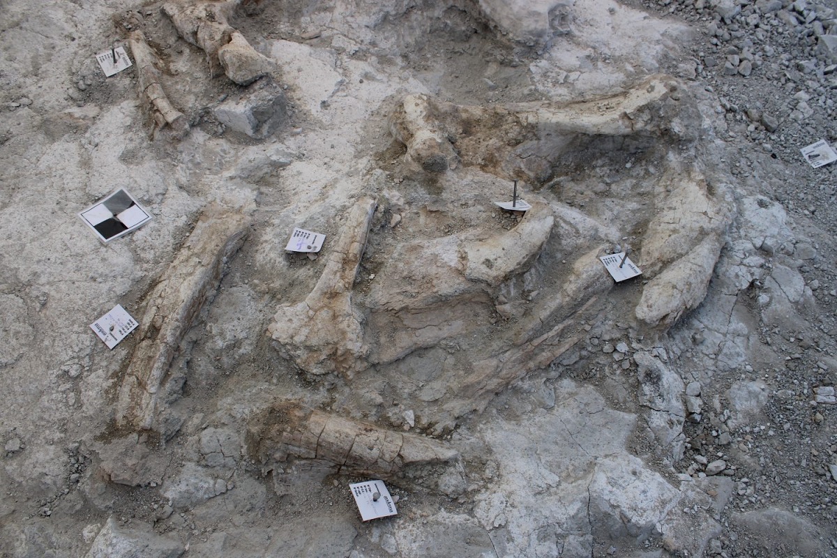 Imagen De Sorprendente Hallazgo De Elefantes Prehistóricos En Madrid 6 Madrid