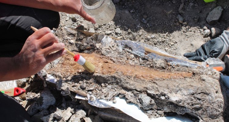 Imagen De Sorprendente Hallazgo De Elefantes Prehistóricos En Madrid 4 Madrid