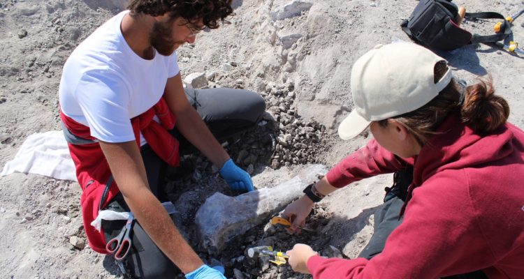 Imagen De Sorprendente Hallazgo De Elefantes Prehistóricos En Madrid 5 Madrid