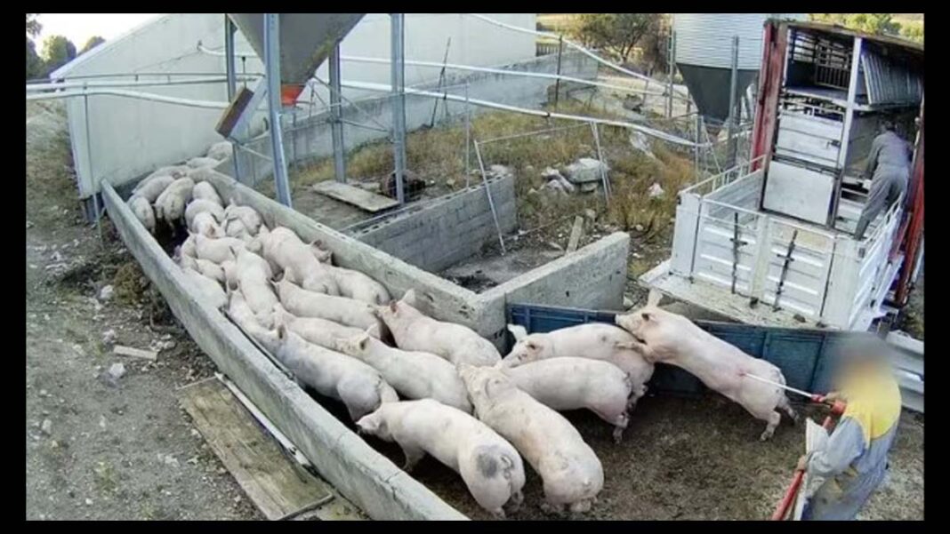Maltrato animal granja de cerdos