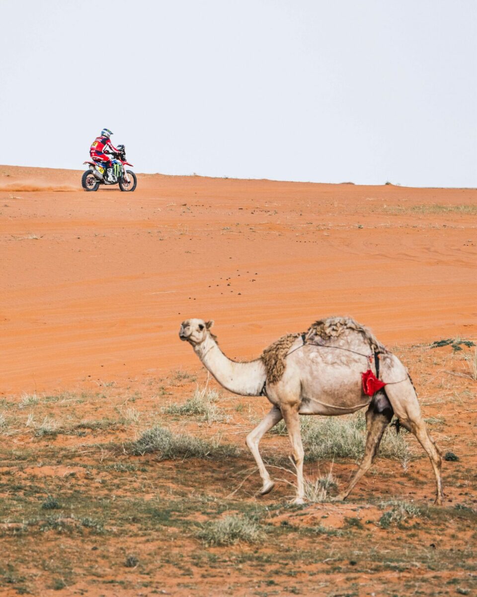 Dakar 2024 Beveren Motos Camello Arabia Saudi